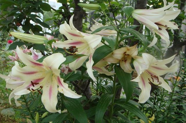 ������С DSC06253.JPG