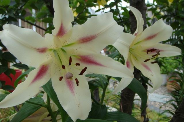 ������С DSC06296.JPG