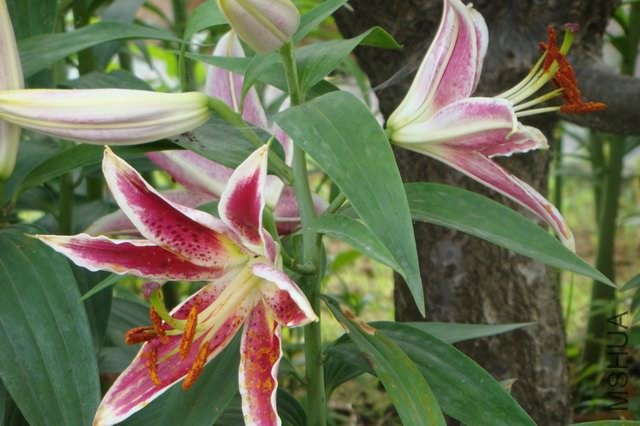 ������С DSC06255.JPG