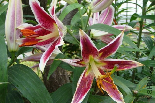 ������С DSC06297.JPG