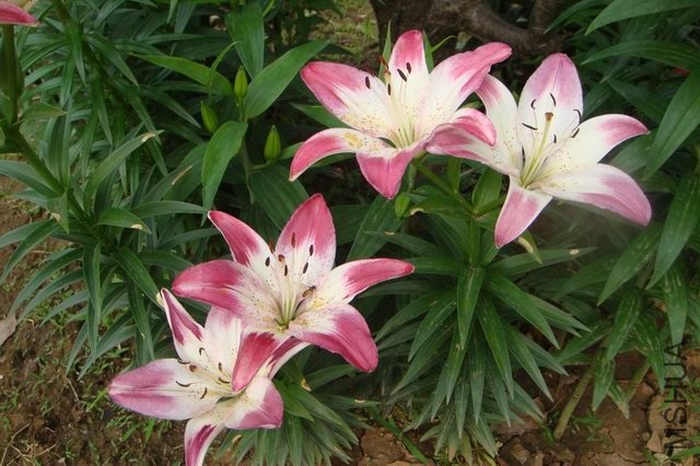 ������С DSC06115.JPG