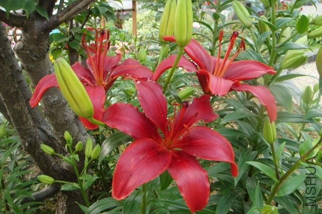 ������С DSC06117.JPG