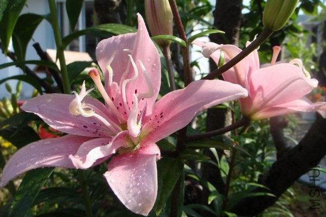 ������С DSC06148.JPG