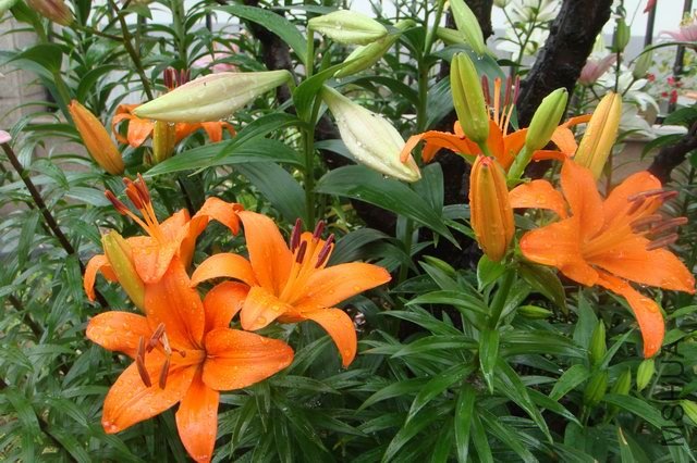 ������С DSC06182.JPG