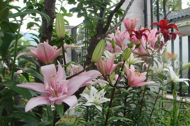 ������С DSC06157.JPG