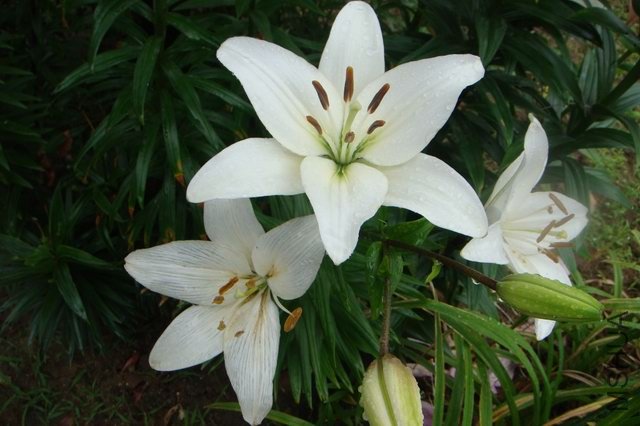 ������С DSC06184.JPG