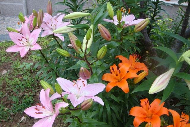 ������С DSC06195.JPG