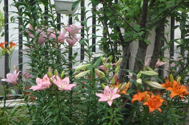 ������С DSC06190.JPG