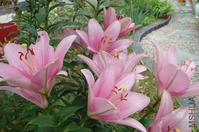 ������С DSC06196.JPG