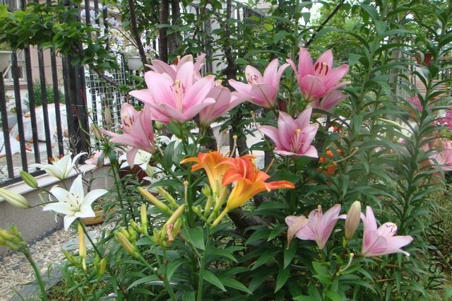 ������С DSC06198.JPG