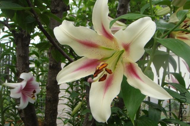 ������С DSC06206.JPG