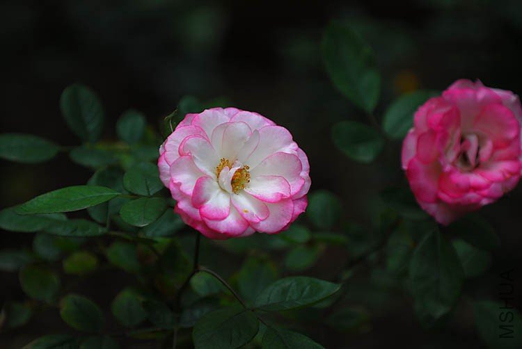 DSC_0021.jpg