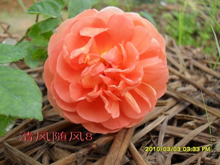 ���ذ�˹͡11 (3).jpg