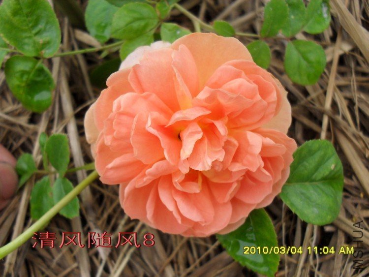 ���ذ�˹͡11 (6).jpg