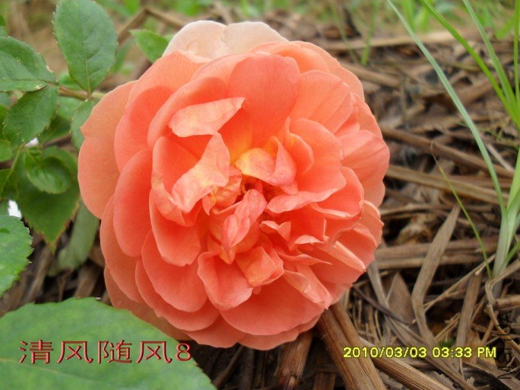 ���ذ�˹͡11 (2).jpg