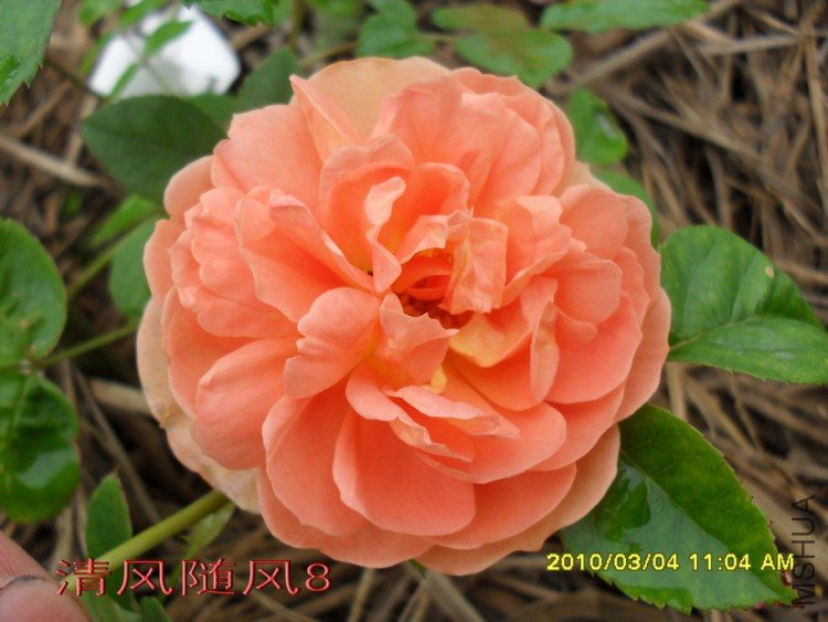 ���ذ�˹͡11 (5).jpg