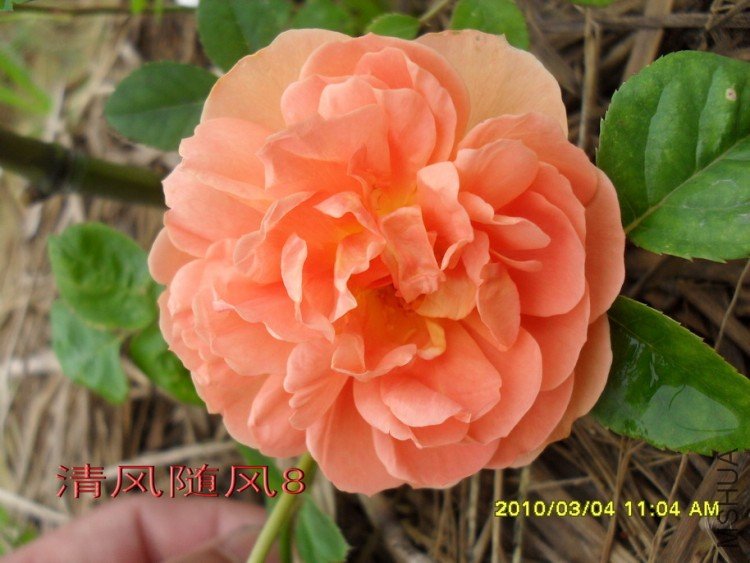 ���ذ�˹͡11 (7).jpg