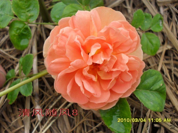 ���ذ�˹͡11 (8).jpg