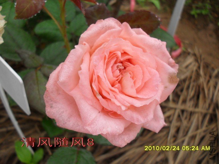 ������˹��������11 (1).jpg