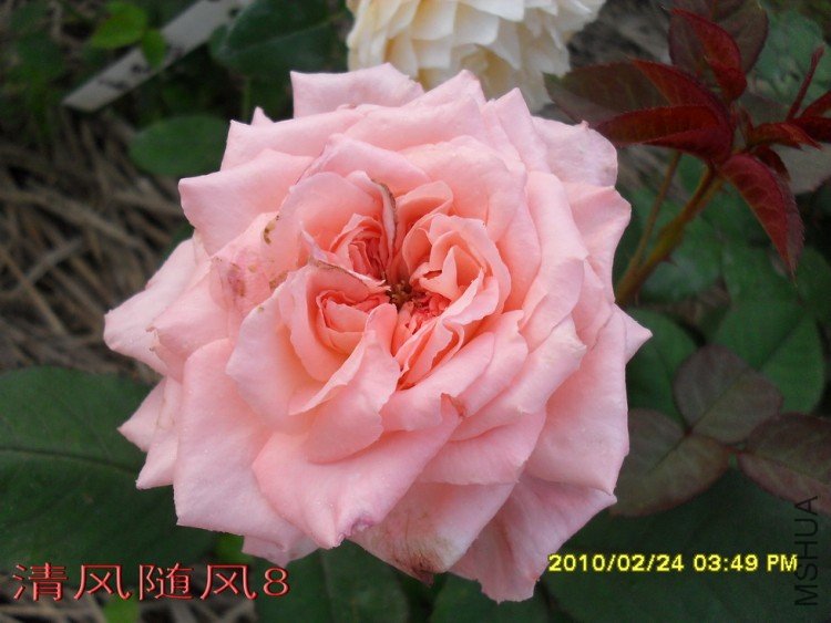 ������˹��������11 (5).jpg