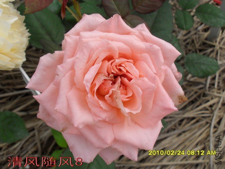 ������˹��������11 (4).jpg