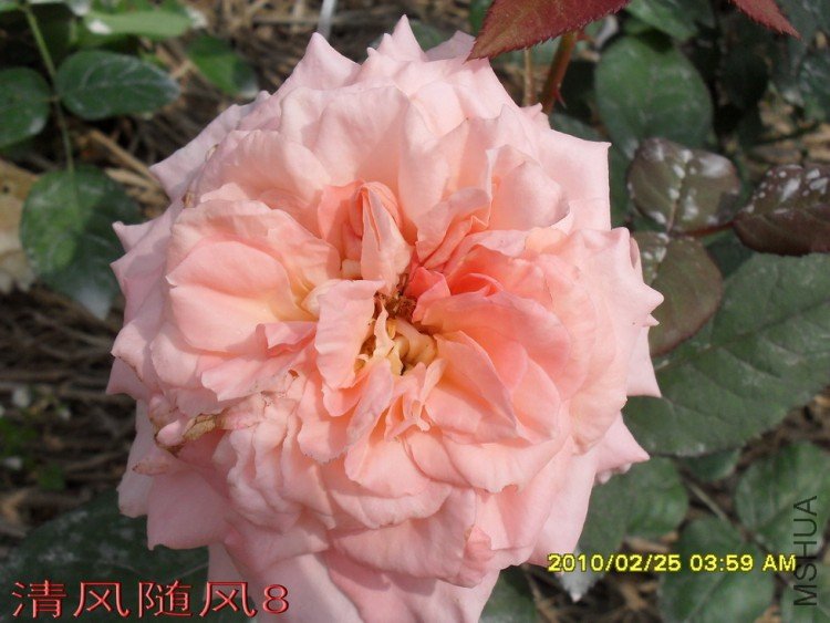 ������˹��������11 (8).jpg