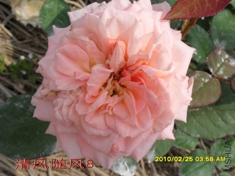 ������˹��������11 (7).jpg