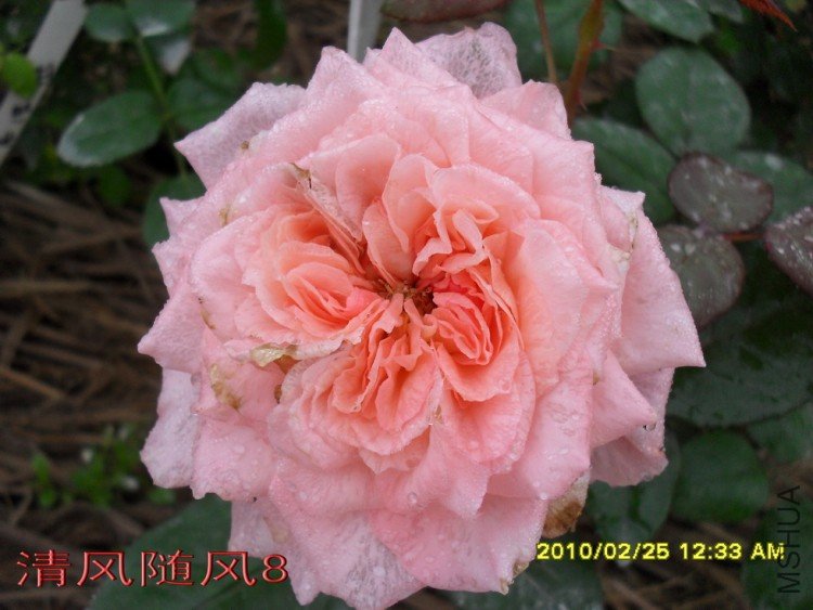 ������˹��������11 (6).jpg