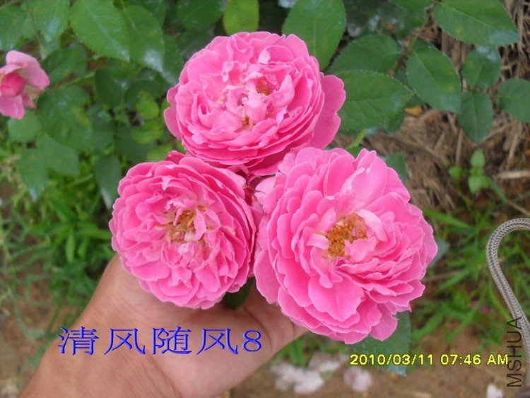 ����õ��14 (2).jpg