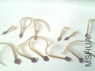 IMG1227A.jpg