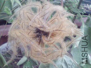 IMG1198A.jpg