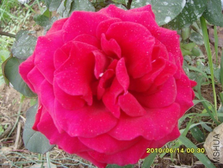 SNV30263.JPG