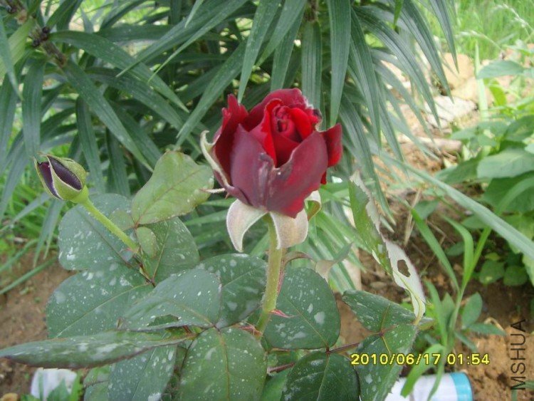 SNV30286.JPG