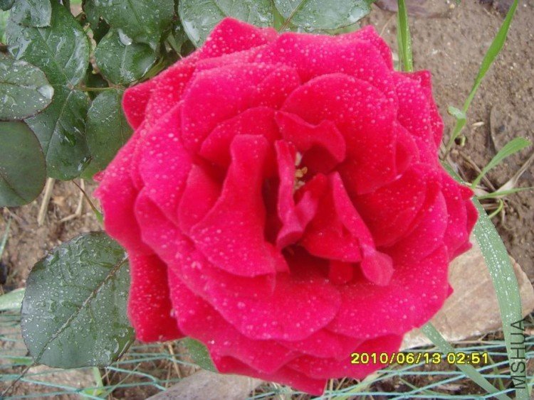 SNV30254.JPG