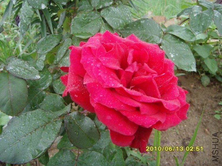 SNV30253.JPG