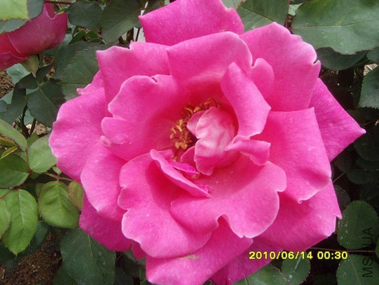 SNV30262.JPG
