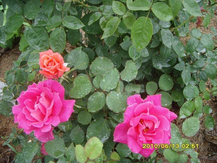 SNV30249.JPG