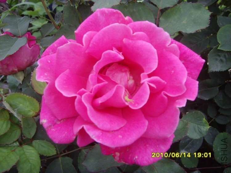 SNV30271.JPG