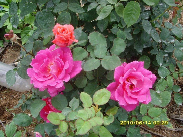 SNV30260.JPG