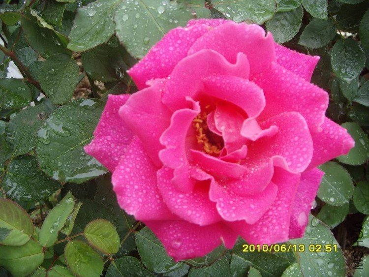 SNV30251.JPG