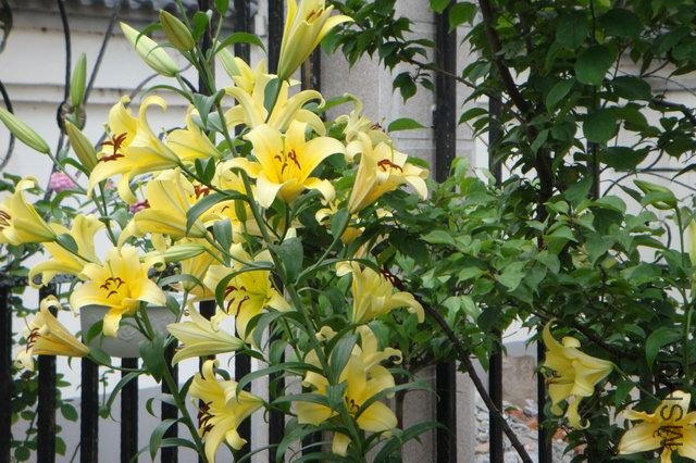 ������С DSC06355.JPG