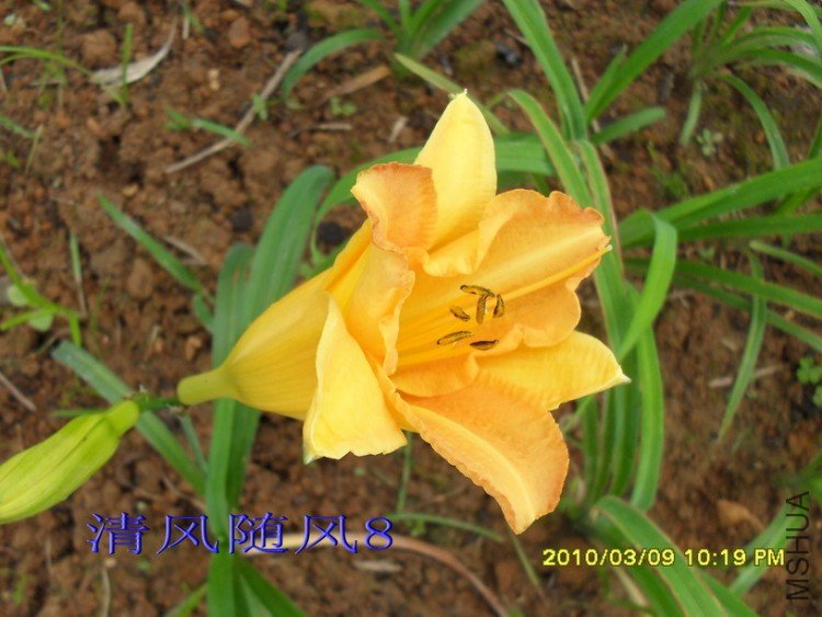 SDC11199.jpg