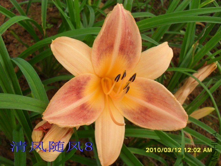 SDC12010.jpg