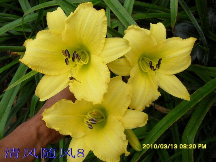 SDC12123.jpg