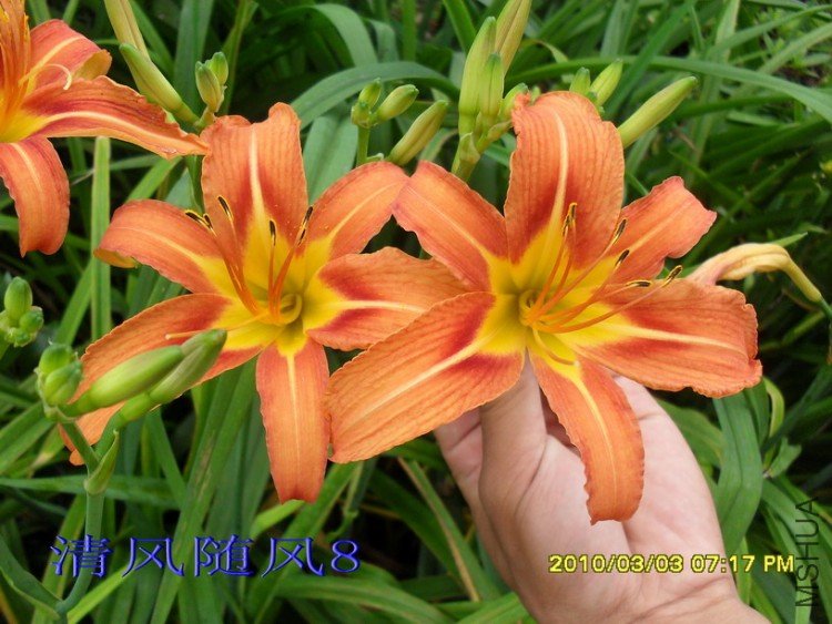 SDC16157.jpg