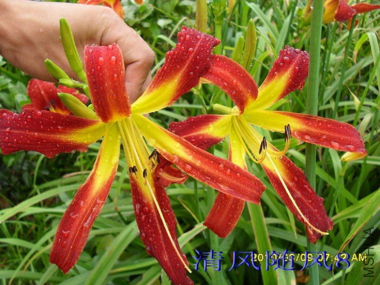 SDC105131.jpg