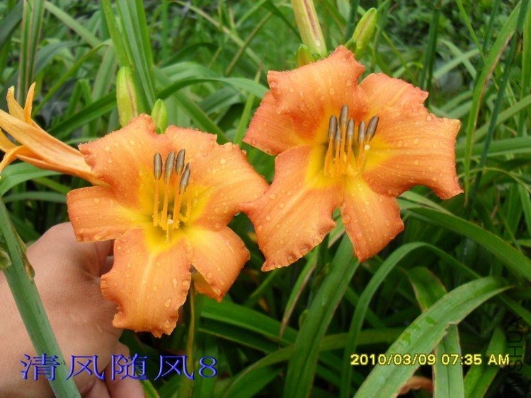 SDC10456.jpg