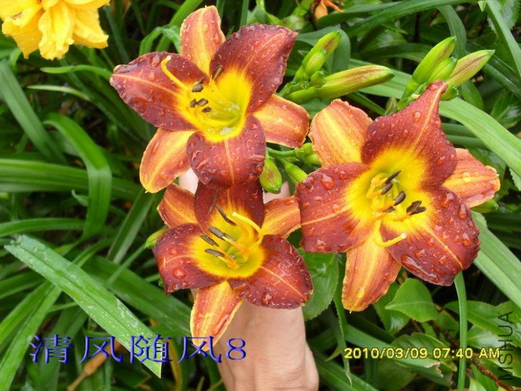 SDC104918.jpg