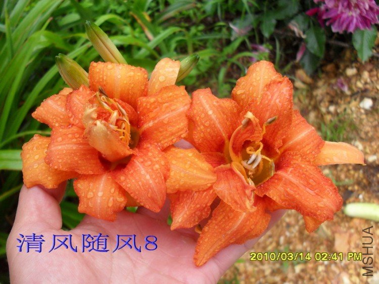 SDC12272.jpg