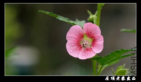 СС��һ�仨�����Ǳ���һ����ζ